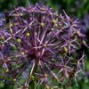 Allium Christophii - The Star of Persia - 2 bulbs in a 2 litre pot - Image 3