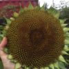 Sunflower Seeds