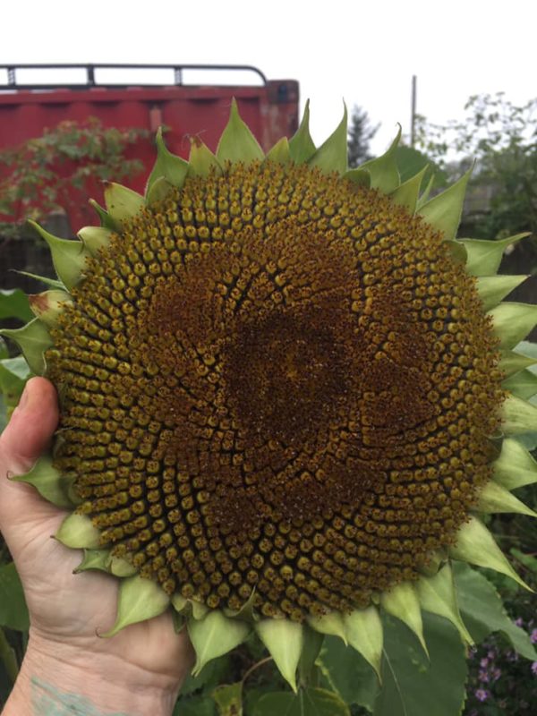 Sunflower Seeds