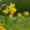 NARCISSUS Unsurpassable (Deep Golden Yellow) 5 bulbs in 2 litre pot. - Image 3
