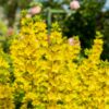 Lysimachia Punctata 2 litre pot - Image 3