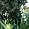 Leucojum Vernum 2 litre pot