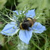 Enchanted Seed Gift Pack 5 bags for £6.00 Easy Throw 'n Grow Mix - Image 3