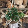 Solstice/Celebration Star Small