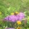 Buddleia Davidii 'Pink Delight' (Butterfly Bush)