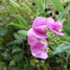 Mother's Day Pollinator Gift Seeds Selection - Image 3