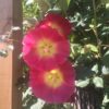Hollyhock (Alcea) mixed colours Seeds - Image 2