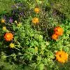 Tithonia Torch (Mexican Sunflowers) Seeds - Image 4
