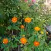 Tithonia Torch (Mexican Sunflowers) Seeds - Image 3