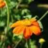 Tithonia Torch (Mexican Sunflowers) Seeds - Image 2