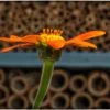 Tithonia Torch (Mexican Sunflowers) Seeds