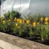 Kniphofia (Red Hot Poker) 'Banana Popsicle' - 2 litre pot - Image 2