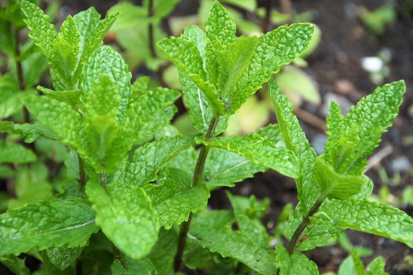 Garden Mint 2 litres - Enchanted Gardens Kent