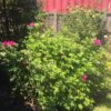 Rosa Rugosa (Shrub Rose) Pink or White - 2 litres