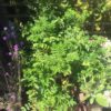 Rosa Rugosa (Shrub Rose) Pink or White - 2 litres - Image 2
