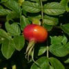 Rosa Rugosa (Shrub Rose) Pink or White - 2 litres - Image 3