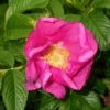 Rosa Rugosa (Shrub Rose) Pink or White - 2 litres - Image 4