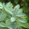 Sage - Salvia Officinalis (2 litres)
