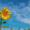Sunflower Seeds - Image 2