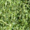 Thyme  (2 litres)