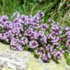 Thyme  (2 litres) - Image 2