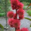 Ricinus Communis Impala or Castor Oil Plant - 2 litres - Image 2