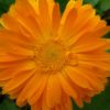 POT MARIGOLD - (Calendula Officinalis) Seeds
