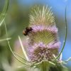 Teasel - 2 litre pot