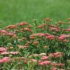 ACHILLEA Millefolium "Cassis" red - Image 2