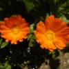 POT MARIGOLD - (Calendula Officinalis) Seeds - Image 2