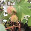 Ricinus Communis Impala or Castor Oil Plant - 2 litres - Image 4