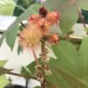 Ricinus Communis Impala or Castor Oil Plant - 2 litres - Image 5