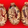 Ricinus Communis Impala or Castor Oil Plant - 2 litres - Image 3