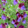 SWEET PEA - (Lathyrus Odoratus) - 4 plants 4 litre pot - Image 4