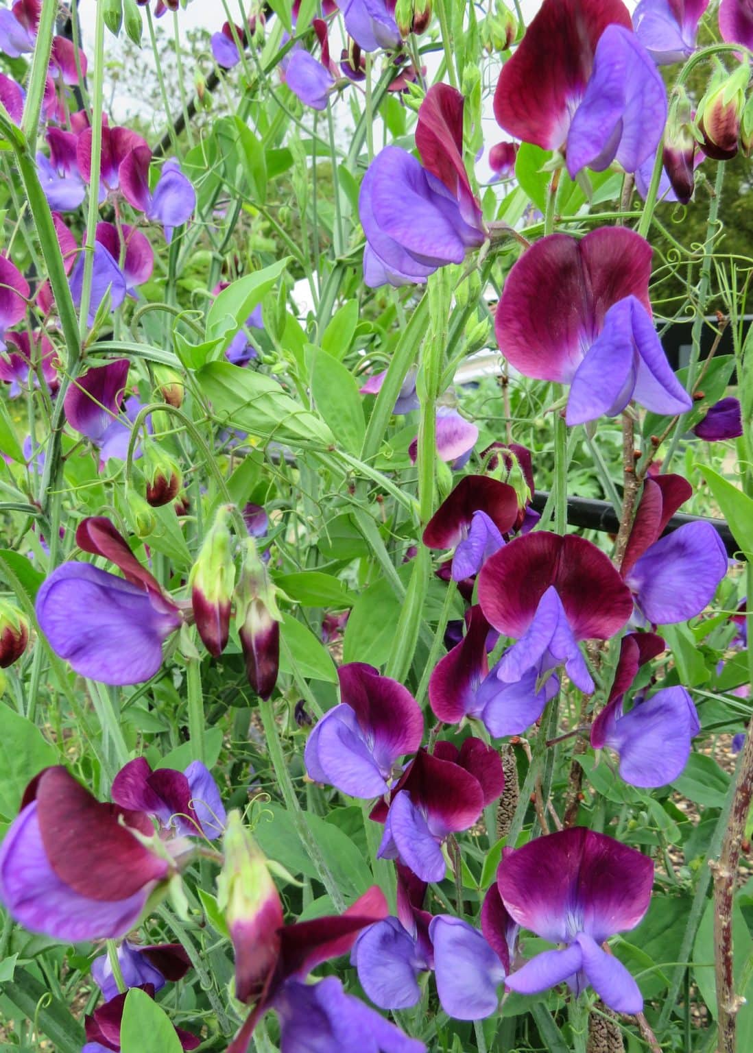 SWEET PEA (Lathyrus Odoratus) 5 plants (7.5 litre pot) Enchanted Gardens Kent