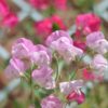 SWEET PEA - (Lathyrus Odoratus) - 4 plants 4 litre pot - Image 2