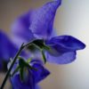 SWEET PEA - (Lathyrus Odoratus) - 4 plants 4 litre pot - Image 3