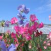SWEET PEA - (Lathyrus Odoratus) - 4 plants 4 litre pot