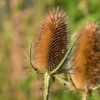 Teasel - 2 litre pot - Image 2