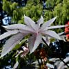 Ricinus Communis Impala or Castor Oil Plant - 2 litres