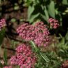 ACHILLEA Millefolium "Cassis" red