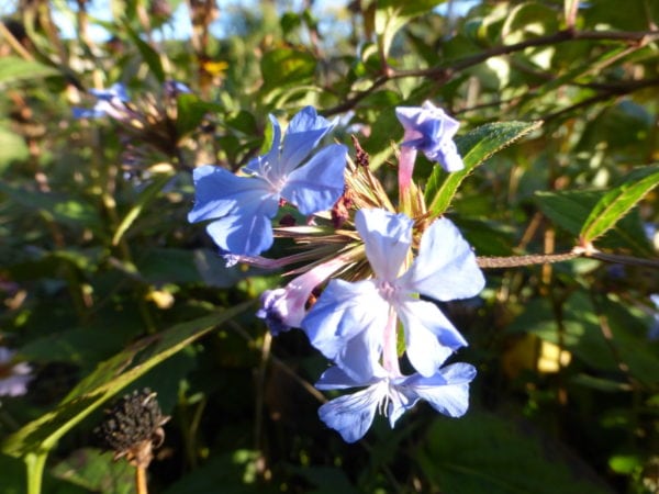 Ceratostigma 'Willmotianum' 10 litres - collection only - Image 2