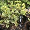 Lamium Galeodolen - Yellow Archangel - 2 litre pot - Image 2