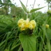 Phlomis russeliana (Jerusalem Sage) - 2 litre pot - Image 4