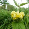 Phlomis russeliana (Jerusalem Sage) - 2 litre pot - Image 5