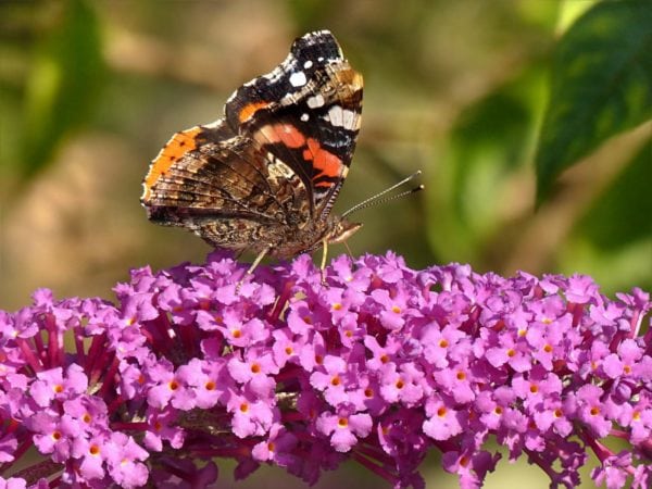 Buddleia 'Border Beauty' (Butterfly Bush)