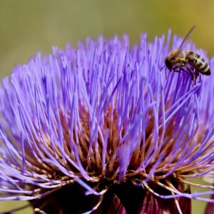 Cardoon (Cynara Cardunculus) - 2 litre pot (but not for long)