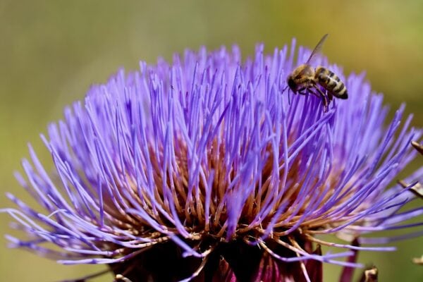 Cardoon (Cynara Cardunculus) - 2 litre pot (but not for long)