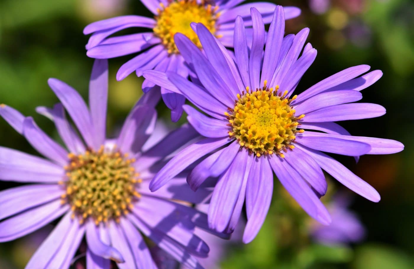 Астровые (Asteraceae). Сложноцветные Астровые. Астровые (триба). Астровые (подсемейство).