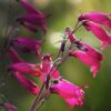 Penstemon 2 litre pot - Mixed purple/pink shades - Image 2